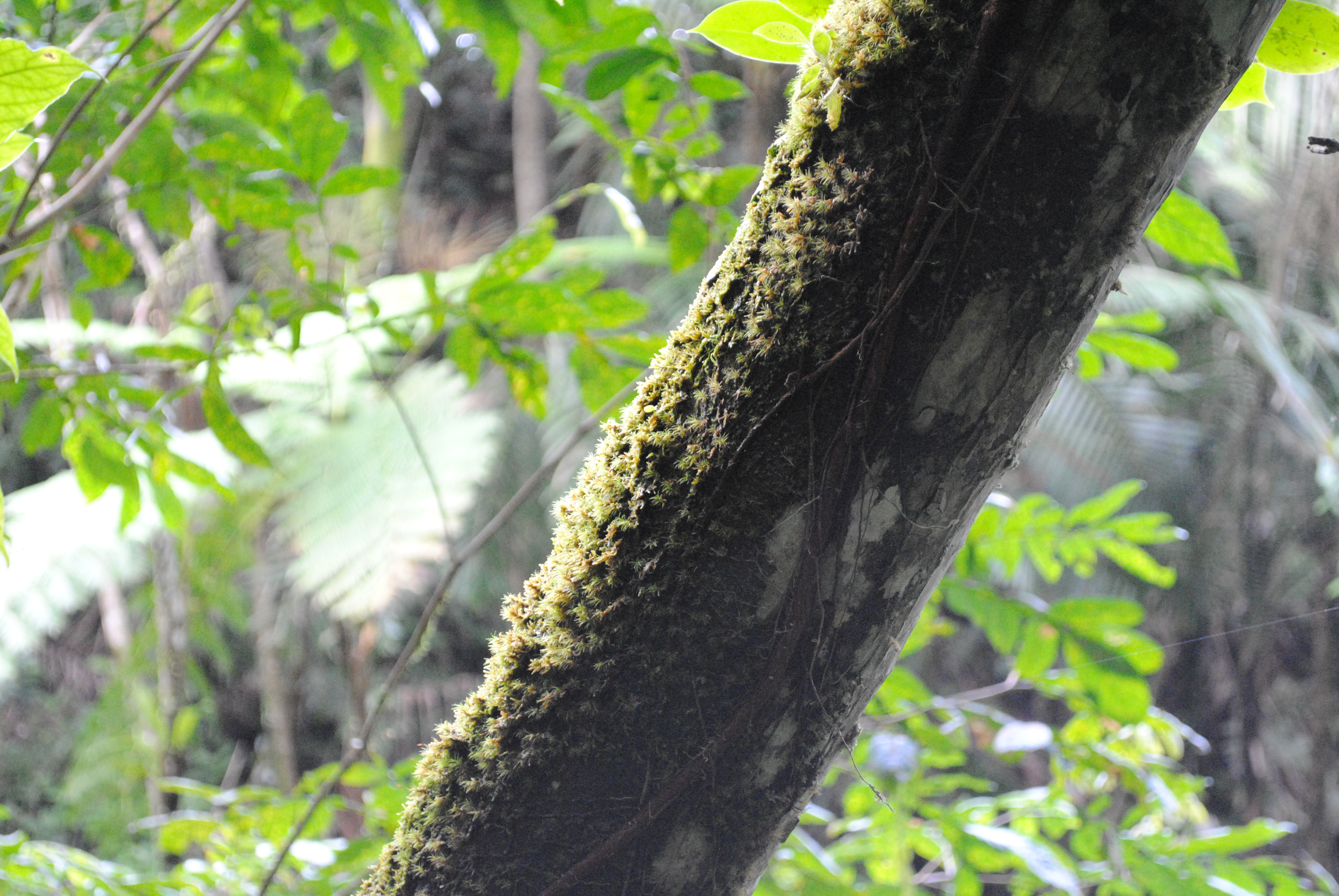 This is as natural as it gets