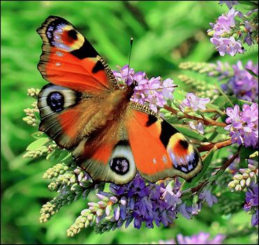 Red-Admiral-Butterfly