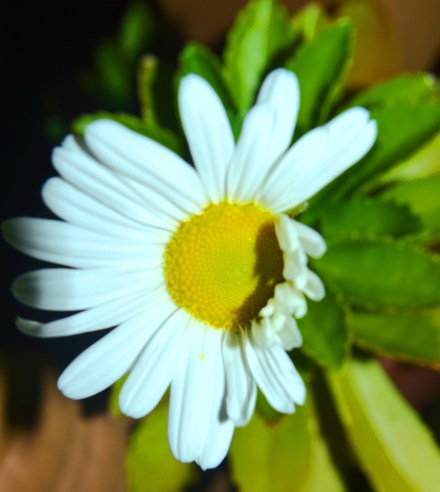 Daisy on my front porch