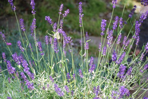 Butterflies love lavender