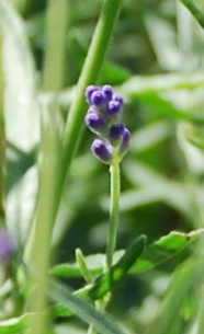 single lavender stem