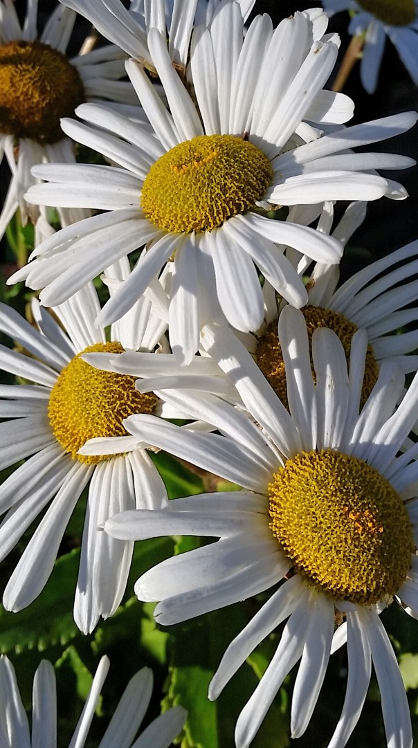 PHOTOS FOR KEEPS 469