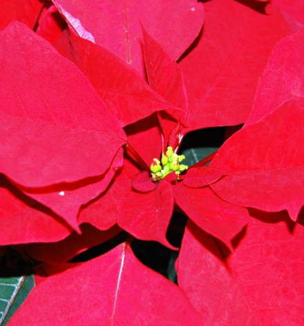 poinsettia