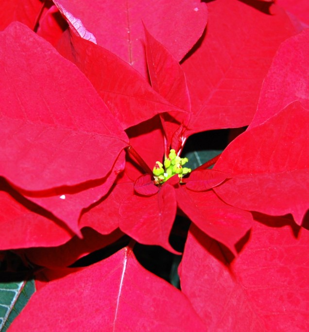 poinsettia