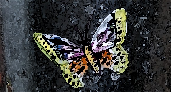 Butterfly 1