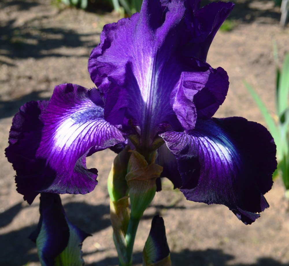 Single violet Iris