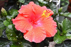 Wet Hibiscus