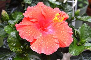 Wet Hibiscus