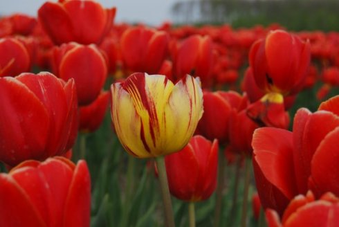 tulipanes
