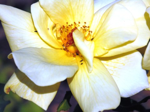 Yellow Rose 2